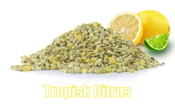 tropisk citrus